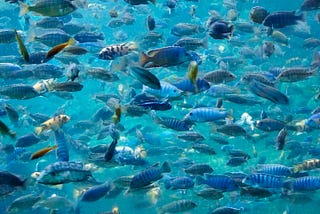 My Life Is Becoming a Fish Story