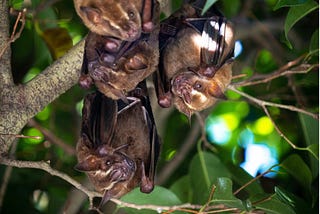 A cluster of bats hang from a branch in daytime with their eyes barely open.