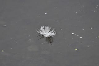 White feather floating on top of a grey murky body of water.