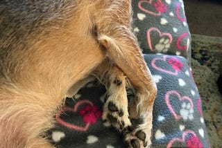 These paws …