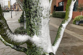 Wind blown snow on the side of a tree