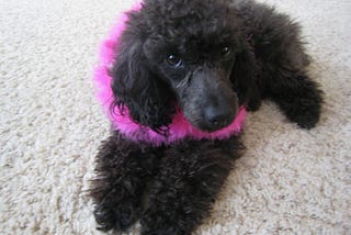 Black small dog, with pink boa sitting on cream colored carpet.