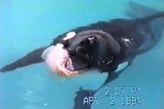 An actual photo of Junior the orca languishing in his tank, taken April 2nd, 1994.