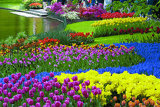 The colours of Keukenhof Gardens, Lisse, Netherlands