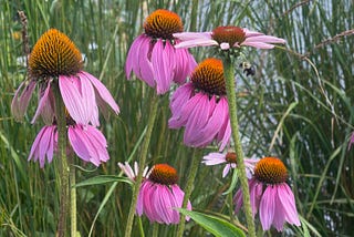 flowers in the garden