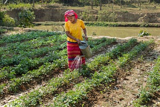 Woman waters plants.