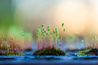 Growing your business and growing into your role as a CMO