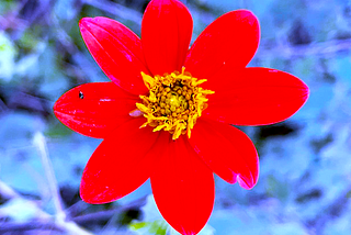 A red and gold flower from the forests of Oaxaca, Mexico, psychedelically enhanced.