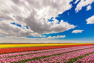 Blossoming Beauties: Exploring Tulip Farms Around the World