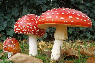 Road Tripping: Amanita Muscaria Mushroom Gummies Review