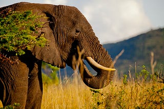Celebrating a Landmark Year for Elephants