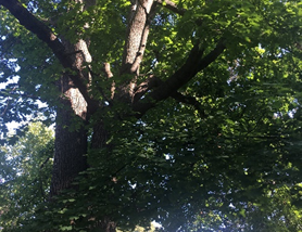 Pretty Oak-ay — Walking in Evanston