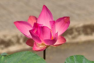 A pink lotus flower blossoming
