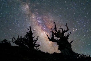 The Sentinels in the Schulman Grove atop the White Mountains of California spindle skyward, appearing to intertwine with the Milky Way. These bristlecone pines were saplings together some 3,500 years ago. The tree on the right died about 500 years ago; the one on the left is still living. (Photo: ©Craig K. Collins)
