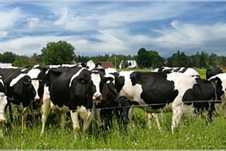 Conditions suitable for cow farming in India