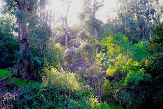 A mountain covered in lush greenery and bathed in golden afternoon light.