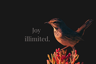 The joy of a rebellious bird: A writer’s pledge