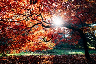 Photo of sun shining through the branches of a tree with golden leaves of Fall