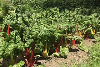 The backyard revolution