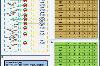 Toy model of GMN. A) The GPR rules that explain relationships between genes and reactions. B) Formulas of reactions. C) Mathematical representation of reactions in matrix format. D) Mathematical representation of GPR rules in matrix format.