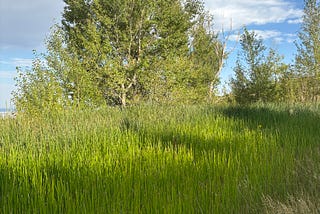 Feeling Stagnant? Expand Your Life Experience with Novelty, Variety.