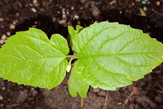Transplanting the Hackberry