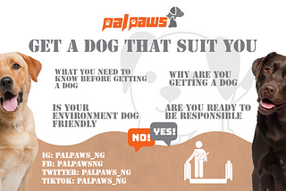 get-a-dog-that-suit-you-first-time-dog-owner