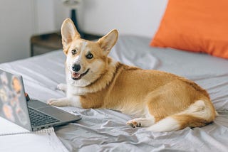 Unleashing the Future: 3 Benefits of Telehealth for Pets 🐾📱