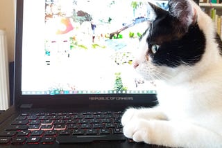The profile of a cat sitting on an open laptop, looking straight ahead, seeming concentrated.