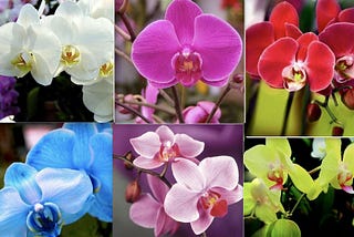Cultivating Exotic Rare Orchid Seeds: A Guide for Gardeners