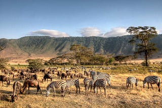 3 Day Lake Manyara & Ngorongoro Luxury Wildlife Adventure.