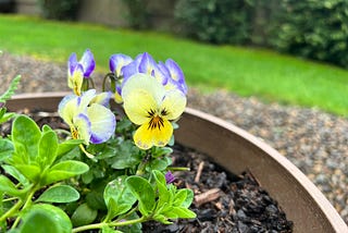 Lovely yellow and purple flowers in a pot in the garden with a vibrant green lawn in the background.