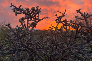 Cholla cactus silhouetted against the orange sunset with some blue sky showing in patches