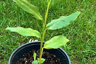 FOLIAGE GARDENING FOR FRAGRANCE