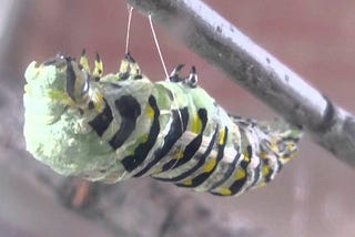 Entering the Chrysalis
