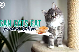 Can Cats Eat Peanut Butter