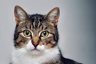 5 Major signs your cat loves you