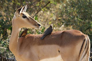 Where is the best place to see wildlife Tanzania