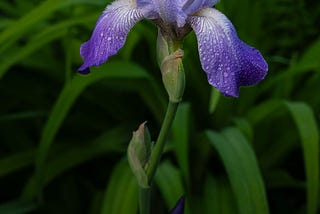 Random purple bearded iris