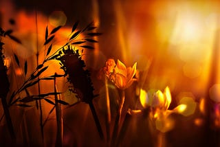 Golden flowers bloom in hazy sunlight.