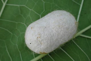 Silk Cocoon