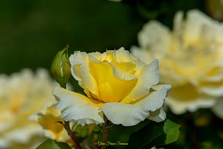 White Licorice Rose A Vibrant, Yellow & White Floribunda