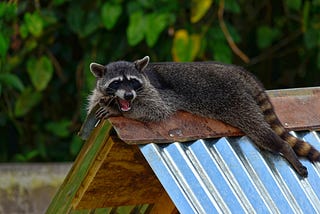 Can raccoons destroy a house?