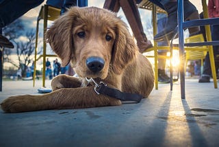 Pet-Friendly Dining Spots to Bookmark on Your Phone