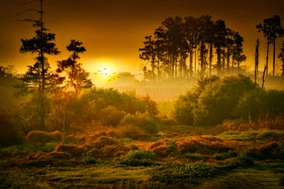 A glorious, misty sunrise over a green prairie, with tall trees in the background. Birds fly past the sun.