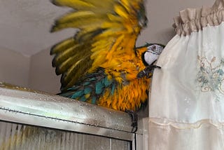 A blue and gold macaw on a shower door, being splashed with water.