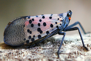 An American Jihad, Welcoming the Spotted Lantern-fly