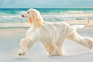 Top 10 most expensive dogs breeds in the world