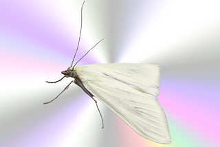 a moth on a pastel background