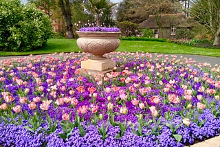 Tulip Bulb Planting Guide: All You Need To Know
